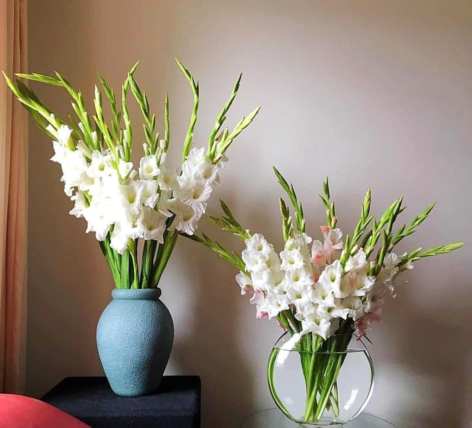 Hoa lay ơn tươi lâu nên được xem là một trong các loại hoa dùng để thờ cúng