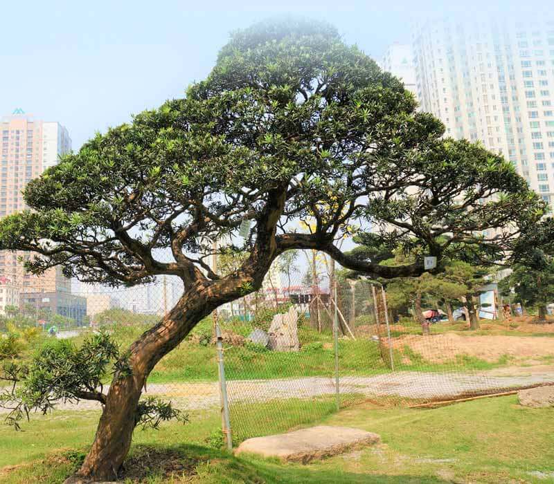Lá của cây Tùng có hình dải hẹp