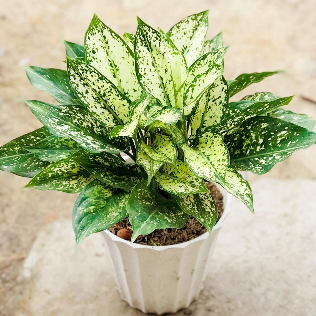 Tuổi Kỷ Tỵ nên chọn trồng cây ngọc ngân